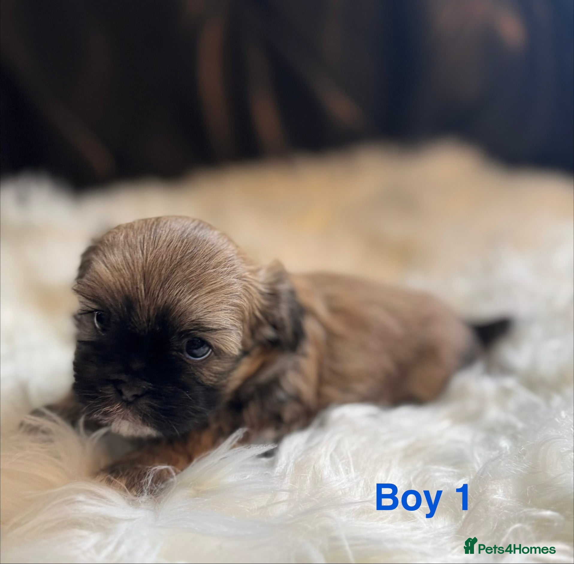 Shih Tzu dogs Beautiful Shih Tzu Puppies – Ready in May - Advert 2