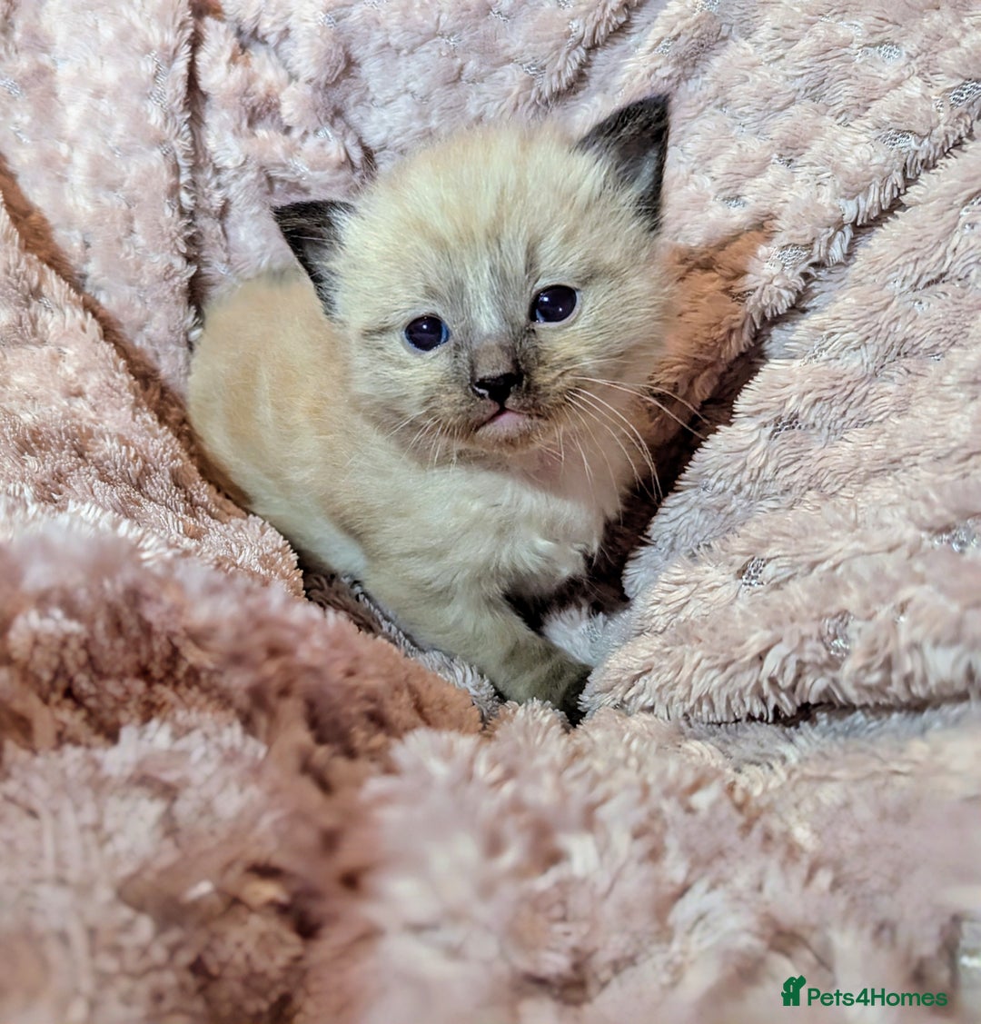 Ragdoll cats for sale: All babies have found a loving home  - Advert 16