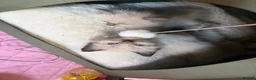 Ragdoll cats for sale: Beautiful kittens  - Advert 17