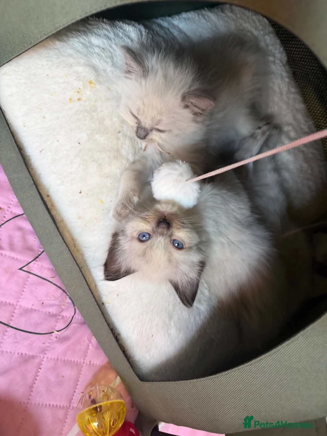 Ragdoll cats for sale: Beautiful kittens  - Advert 17