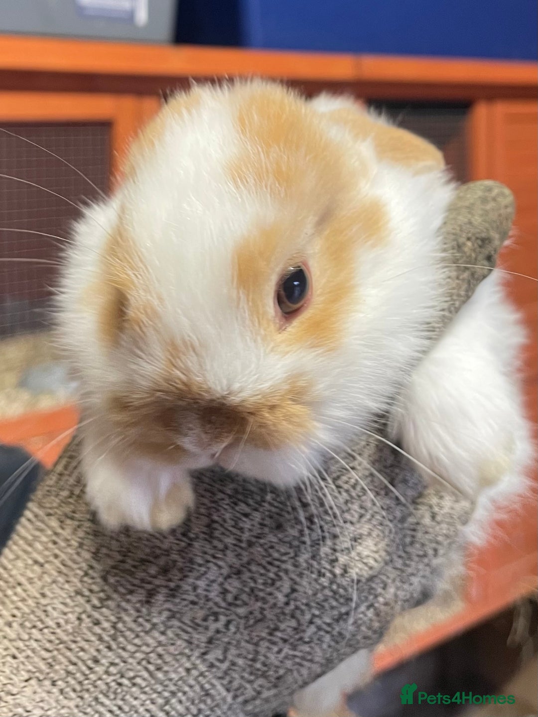 Mini Lop rabbits for sale: Extra Special Mini Lop Babies Bunnies  - Advert 9