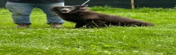 German Shepherd dogs for sale: Adult blue German shepherd  - Advert 1