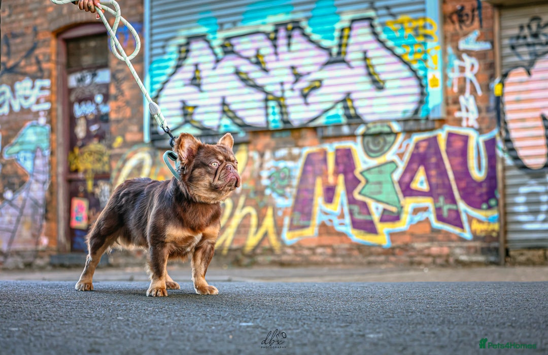 French Bulldog dogs for sale: Fluffy french bulldog for sale  - Advert 2