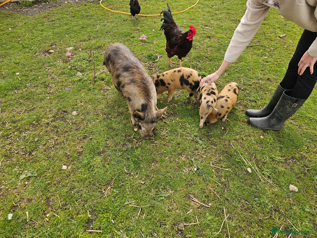 Pig livestock for sale: Miniature pigs  - Advert 1