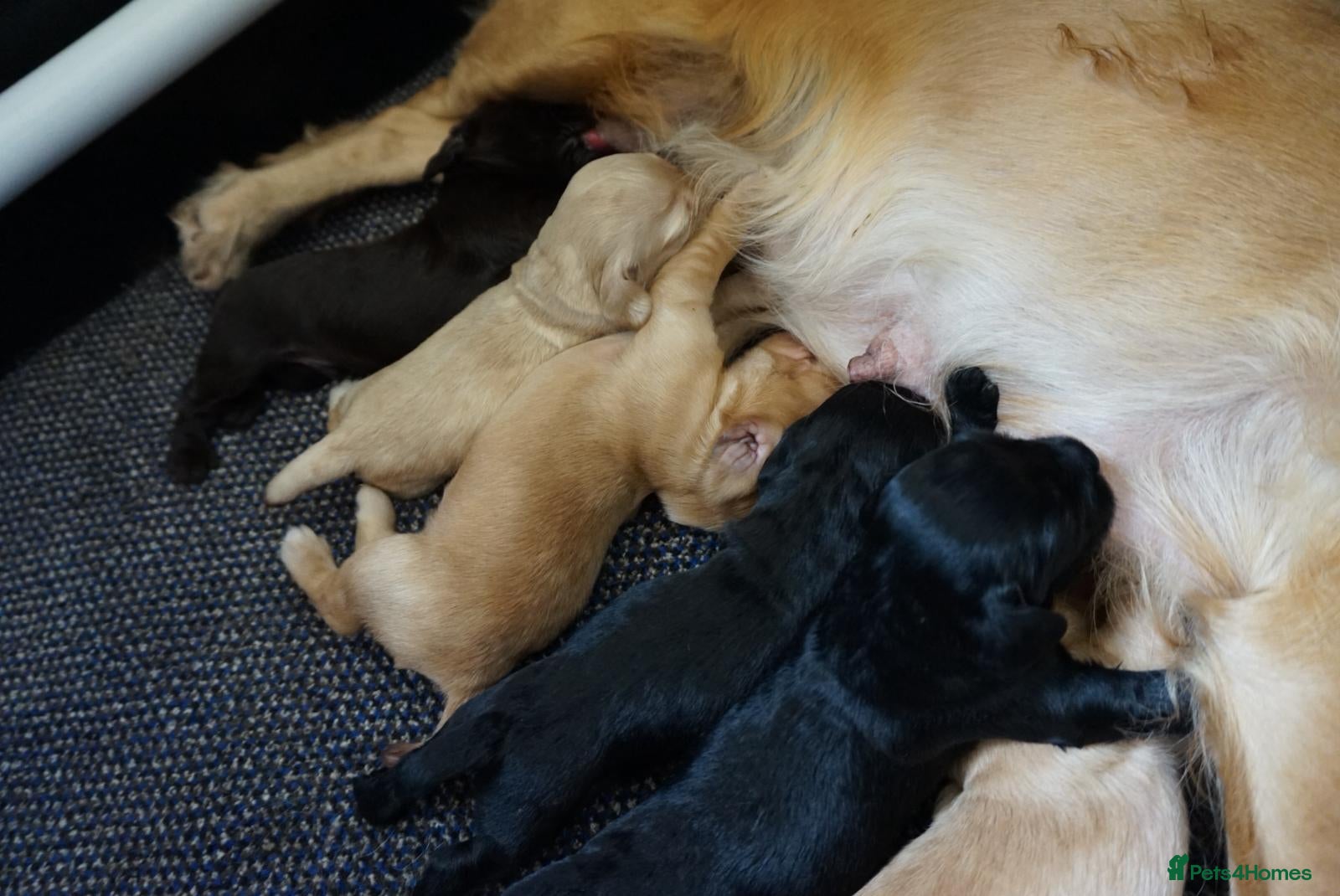 Cocker Spaniel dogs for sale: Cocker Spaniel puppies in Diss - Advert 2