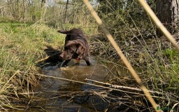Labrador Retriever dogs for stud: Proven KC Reg Labrador health tested stud in Olney - Image 8