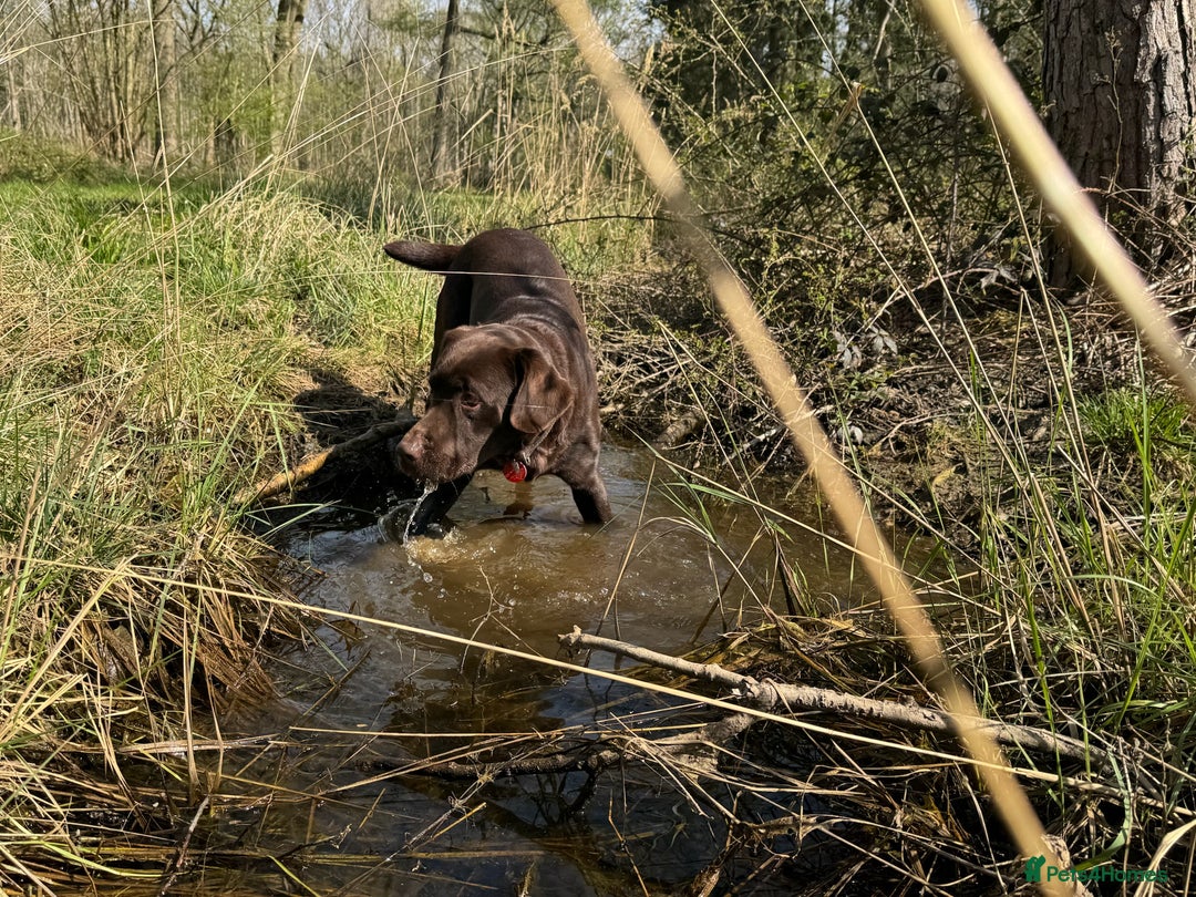 Labrador Retriever dogs for stud: Proven KC Reg Labrador health tested stud in Olney - Image 8