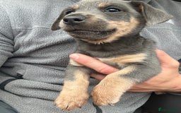 Jack Russell dogs for sale: Jack Russell miniature  - Image 4