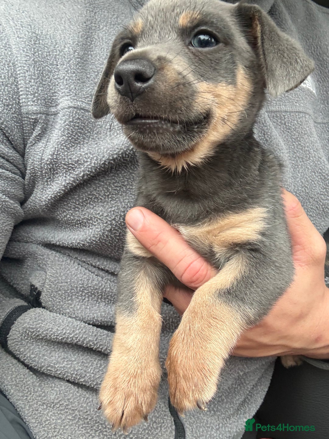 Jack Russell dogs for sale: Jack Russell miniature  - Image 4