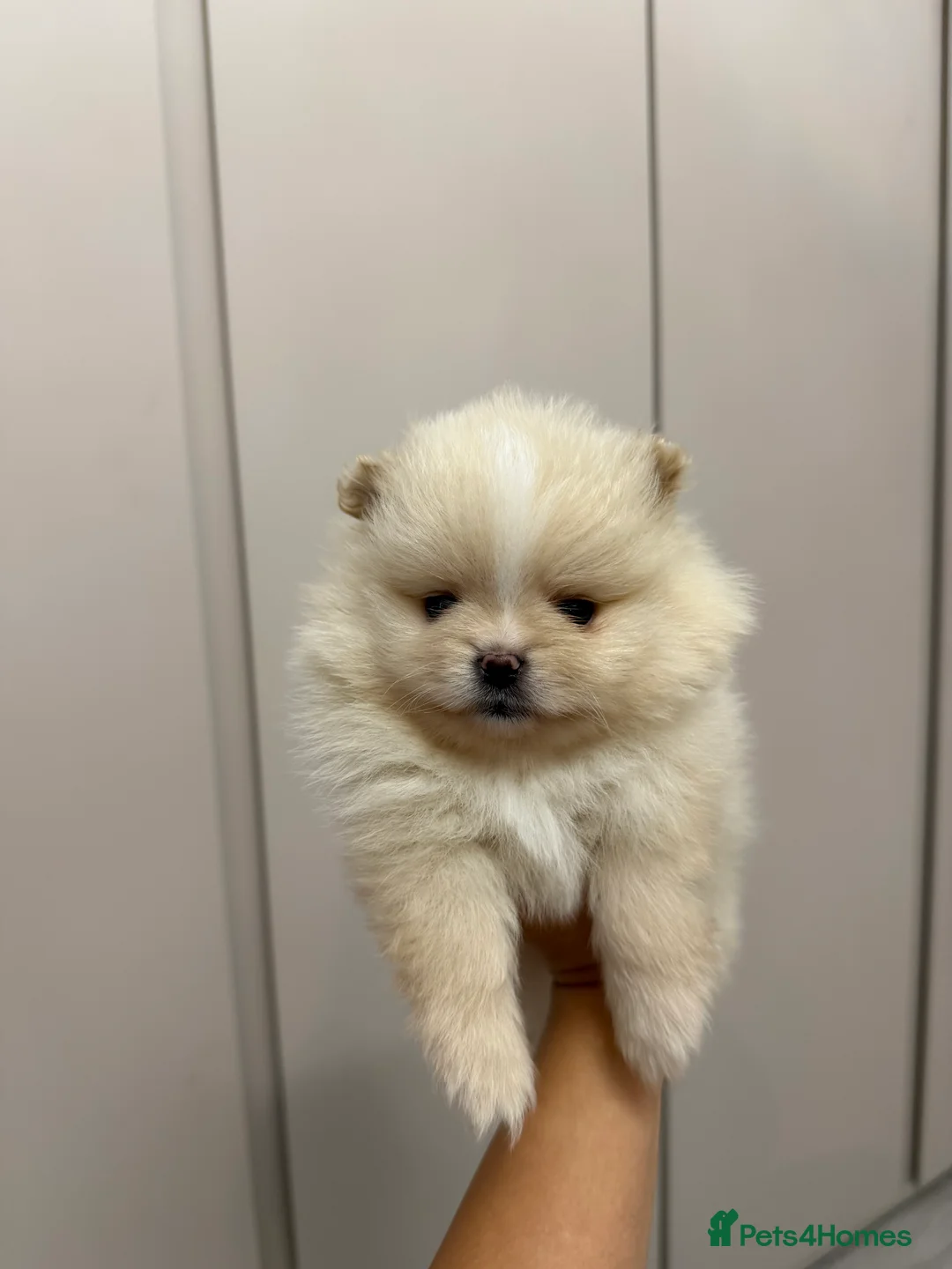 Pomeranian dogs for sale: Teddy Bear Pomeranians  - Advert 8