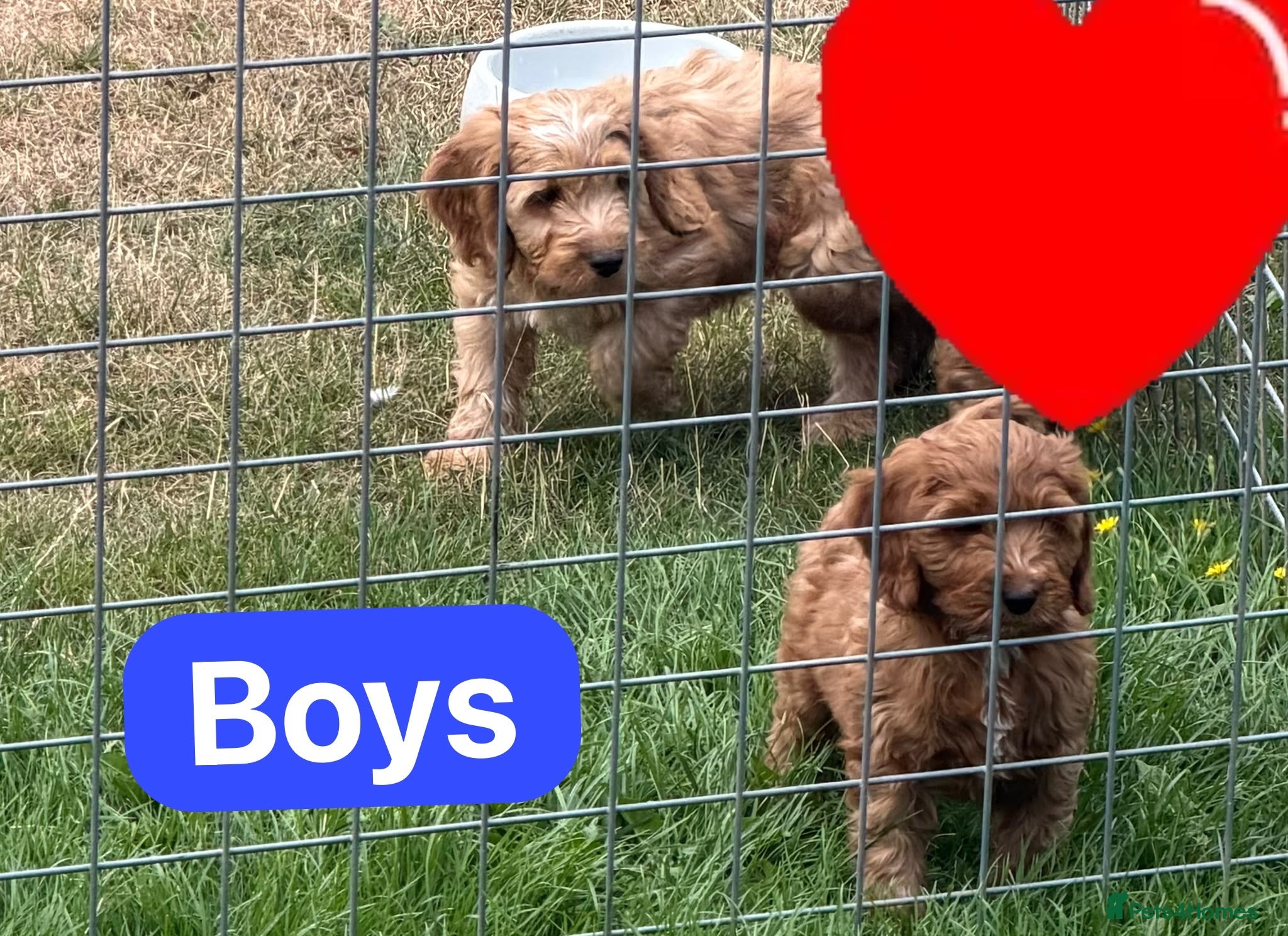 Cockapoo dogs Cockapoo pups ready now  - Advert 2
