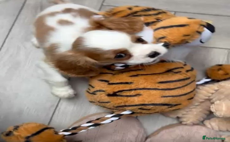 Cavalier King Charles Spaniel dogs - Advert 1