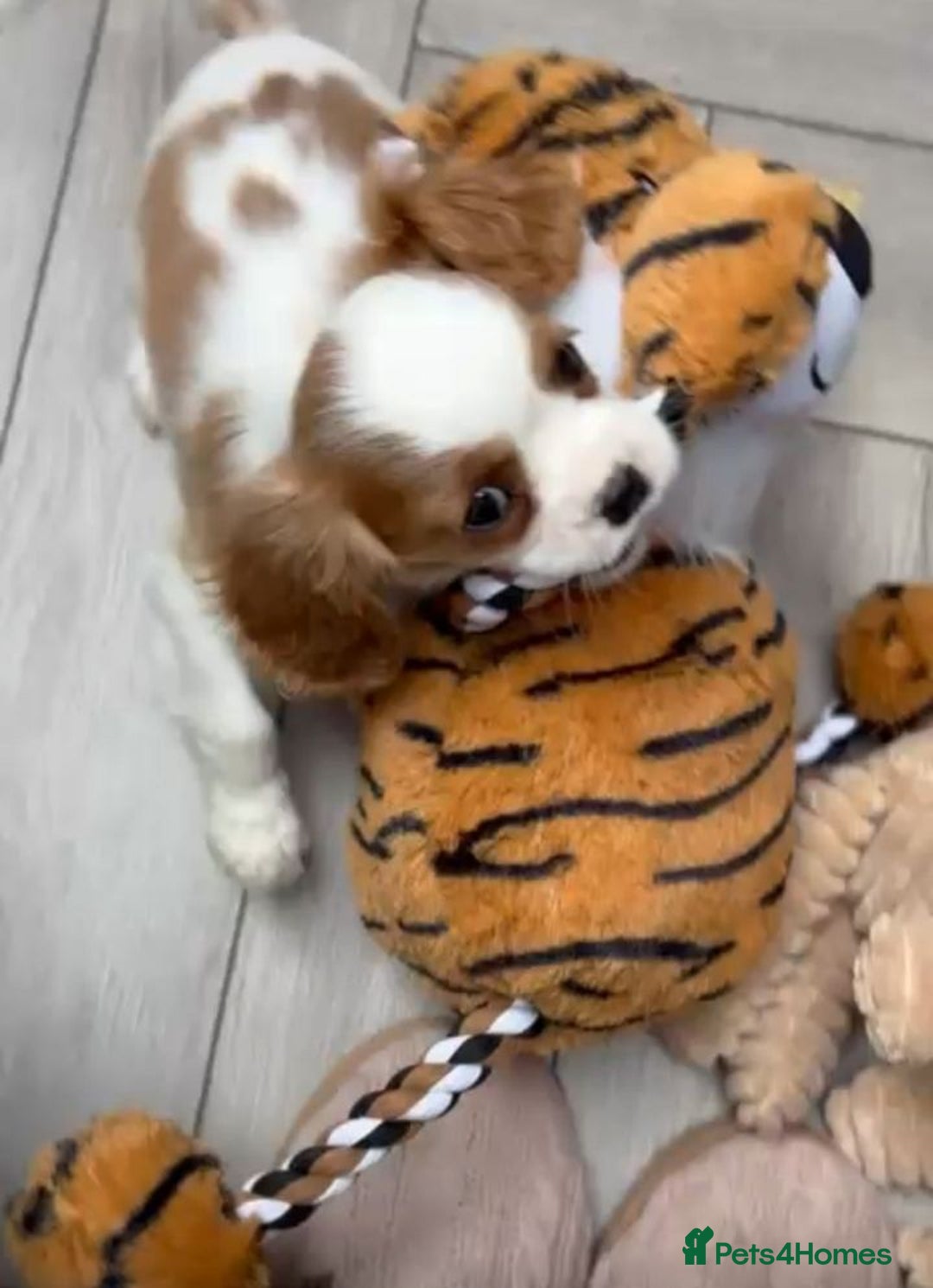 Cavalier King Charles Spaniel dogs for sale: STUNNING CAVALIER KING CHARLES PUPPIES - Image 1