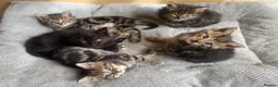 Mixed Breed cats for sale: Adorable kittens ready for a new home ❤️ - Advert 1