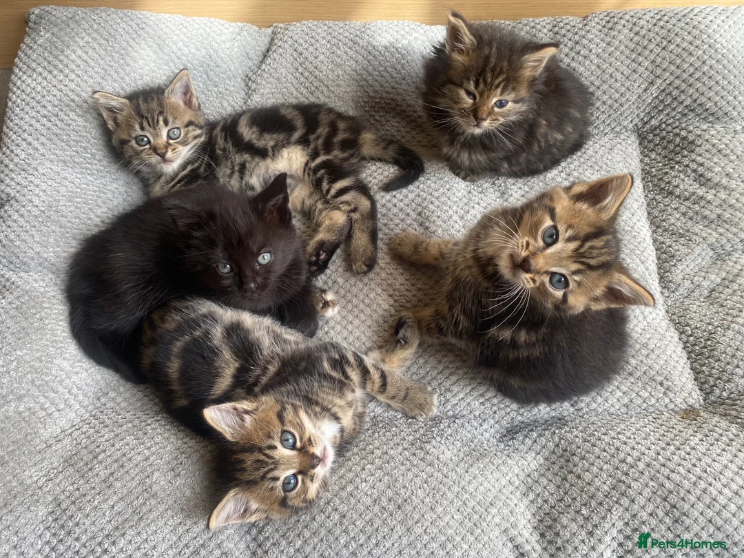 Mixed Breed cats for sale: Adorable kittens ready for a new home ❤️ - Advert 1