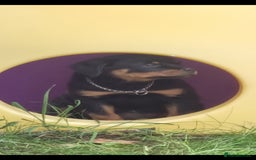 Rottweiler dogs for sale: Rottweiler bicth  - Image 2