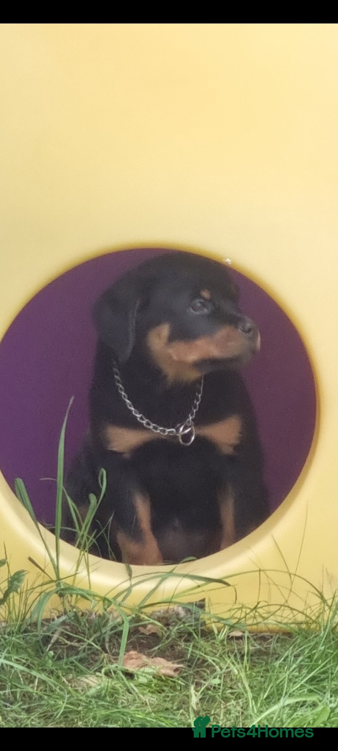 Rottweiler dogs for sale: Rottweiler bicth  - Image 2