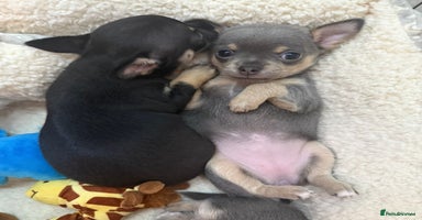 Chihuahua dogs - Advert 6