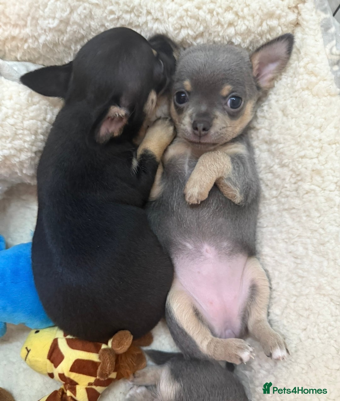 Chihuahua dogs for sale: Beautiful Chihuahua Puppies  - Image 3