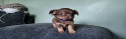 Chihuahua dogs for sale: Long haired chihuahua pups  in Rotherham - Advert 9