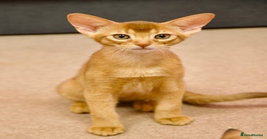 Abyssinian cats - Advert 10