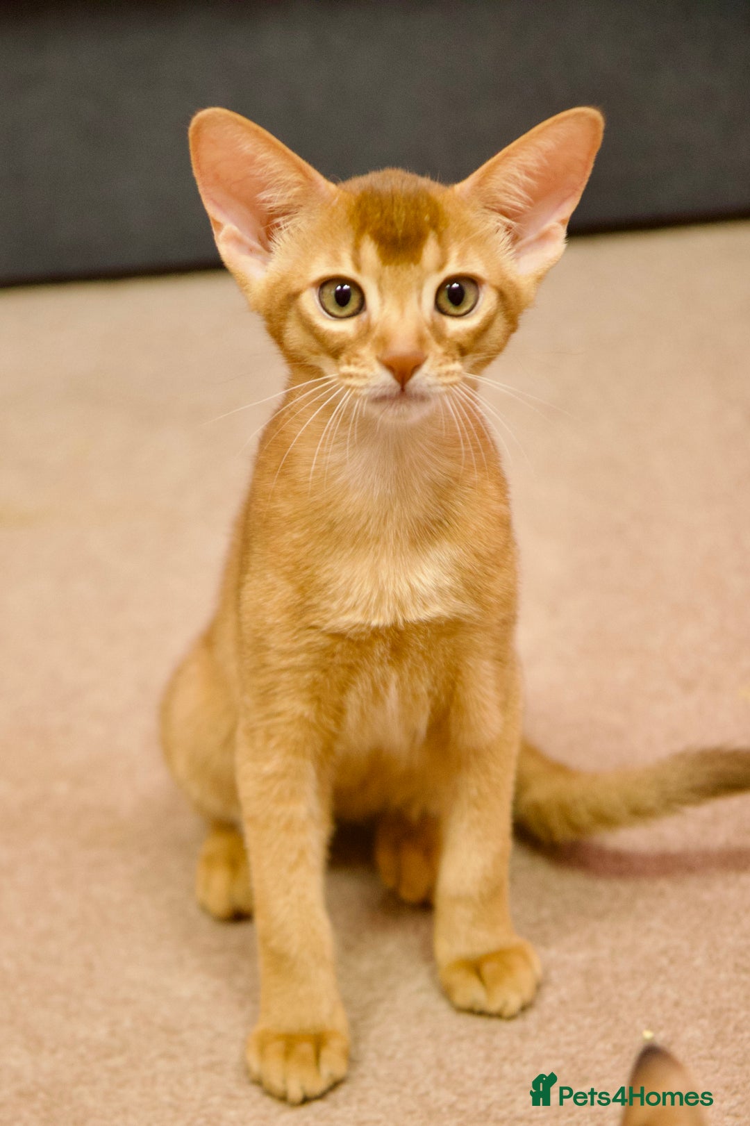 Abyssinian cats for sale: Beautiful Abyssinian Kittens- Raised with Love - Image 3