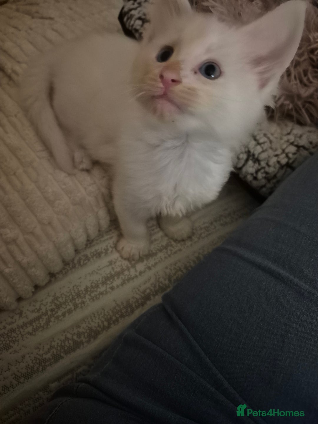 Maine Coon cats for sale: Beautiful maine coon floofs - Advert 2