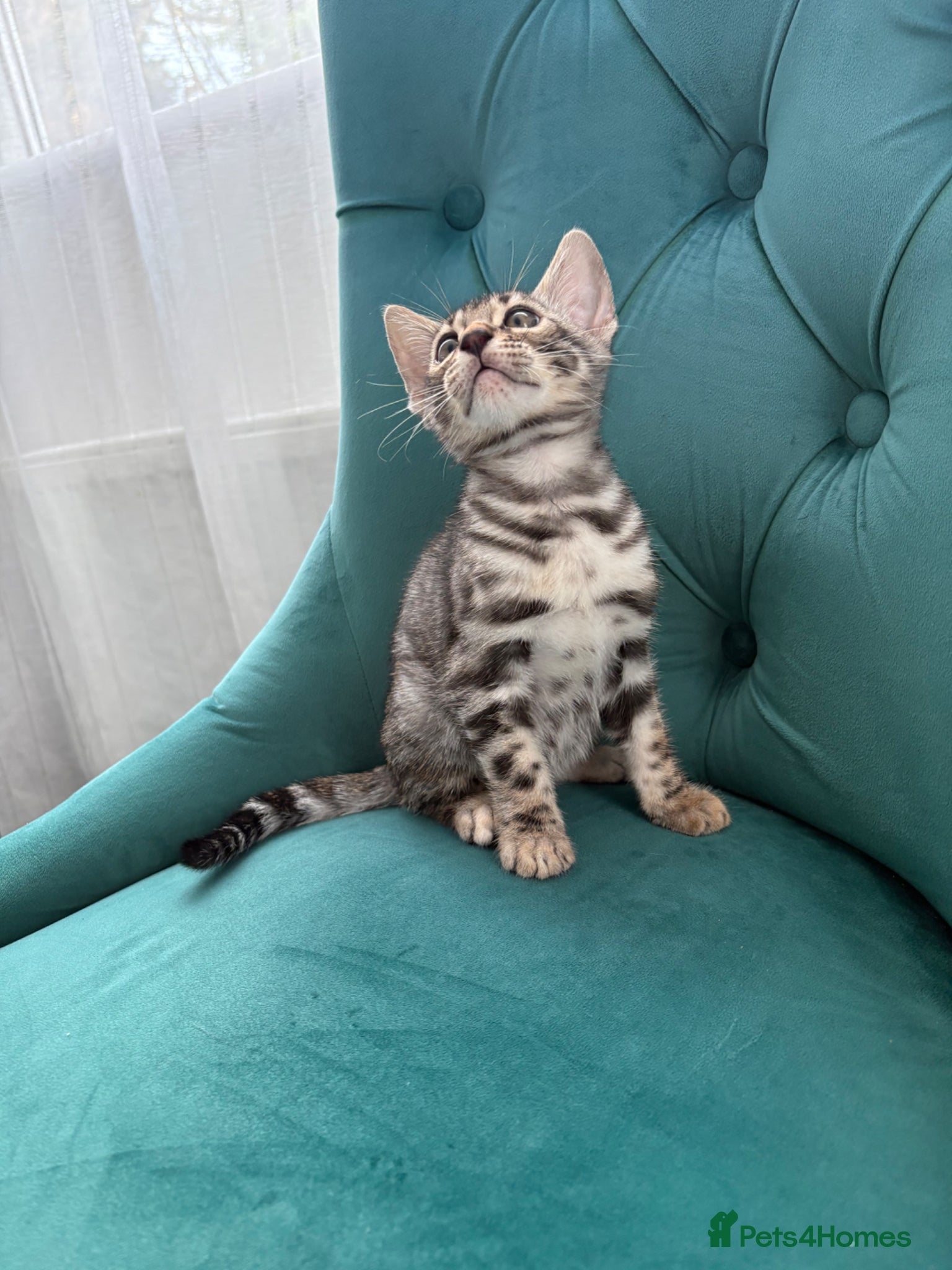 Bengal cats Adorable Bengals Looking for Forever Homes🐈‍⬛ - Advert 1