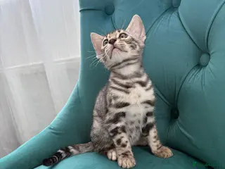 Bengal cats Adorable Bengals Looking for Forever Homes🐈⬛ - Advert 1