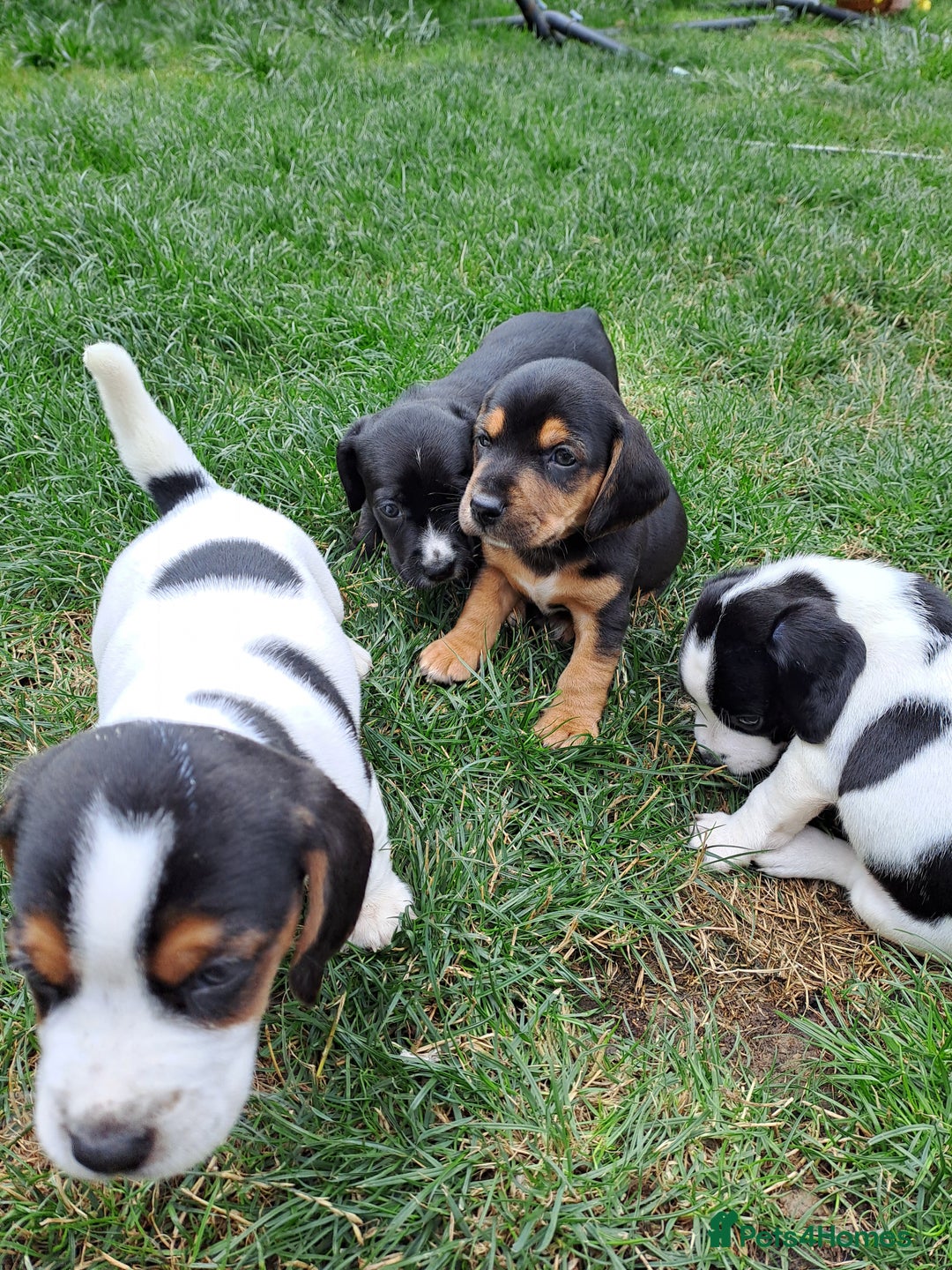 Mixed Breed dogs for sale: Jack Russell and Coker Spaniel  - Image 12