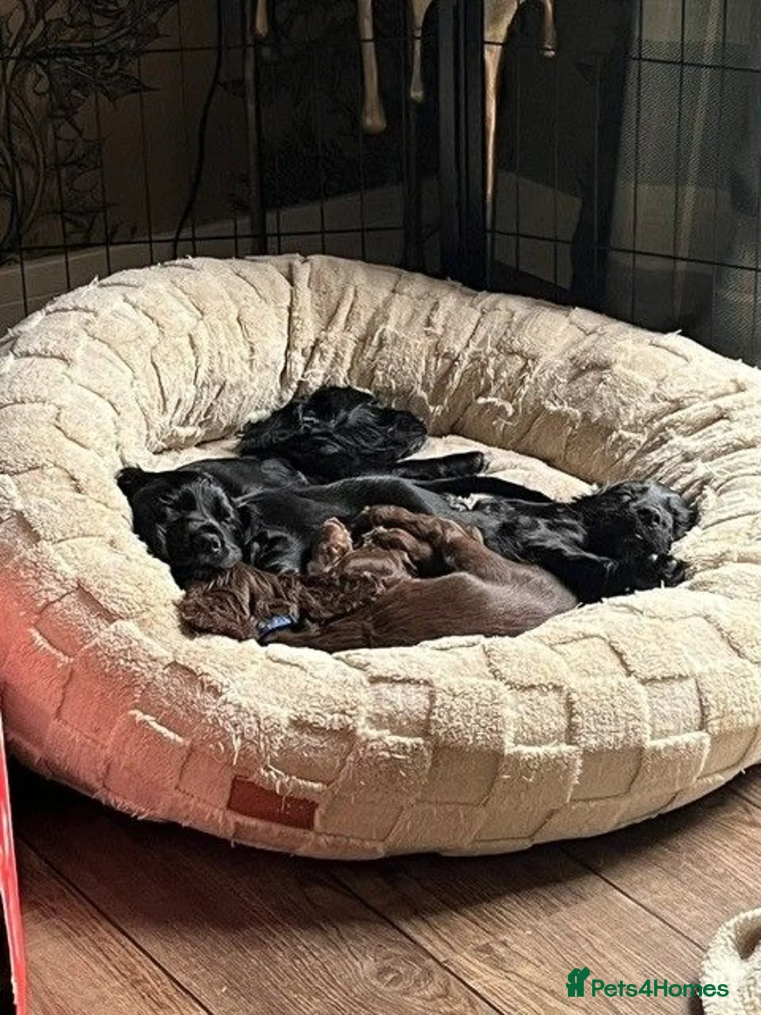 Cocker Spaniel dogs for sale: Working Cocker Spaniel Pups in Laurencekirk - Advert 7