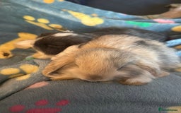 Mini Lop rabbits for sale: Gorgeous Mini Lop Babies - Image 5