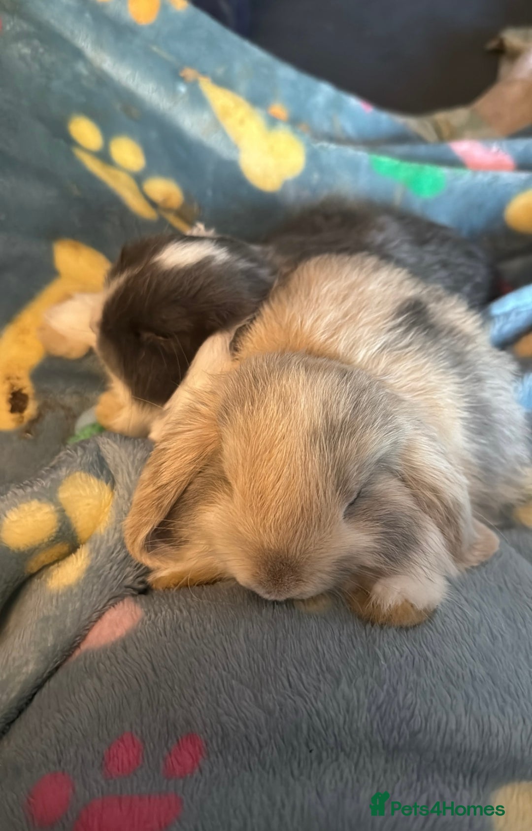 Mini Lop rabbits for sale: Gorgeous Mini Lop Babies - Image 5