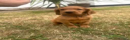 Mixed Breed dogs for sale:  ☘️ Golden Irish puppies available  ☘️ - Advert 18