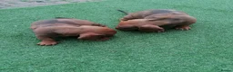 Dachshund dogs for sale: 4 Dachshund Puppies for sale!! - Advert 10