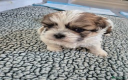 Shihpoo dogs for sale: Shipo male left  - Image 5