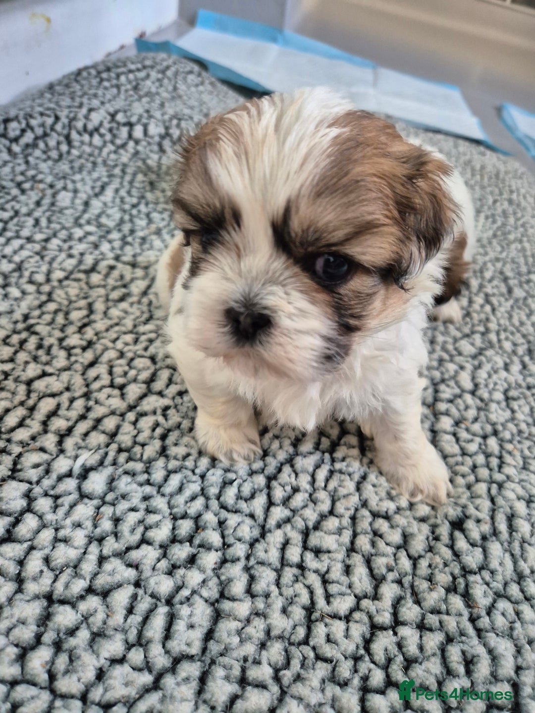 Shihpoo dogs for sale: Shipo male left  - Image 5