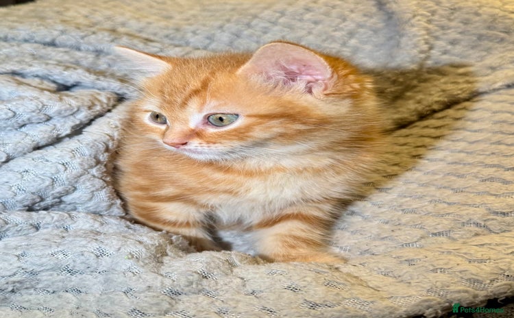 Domestic Shorthair cats - Advert 1
