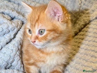 Domestic Shorthair cats - Advert 10