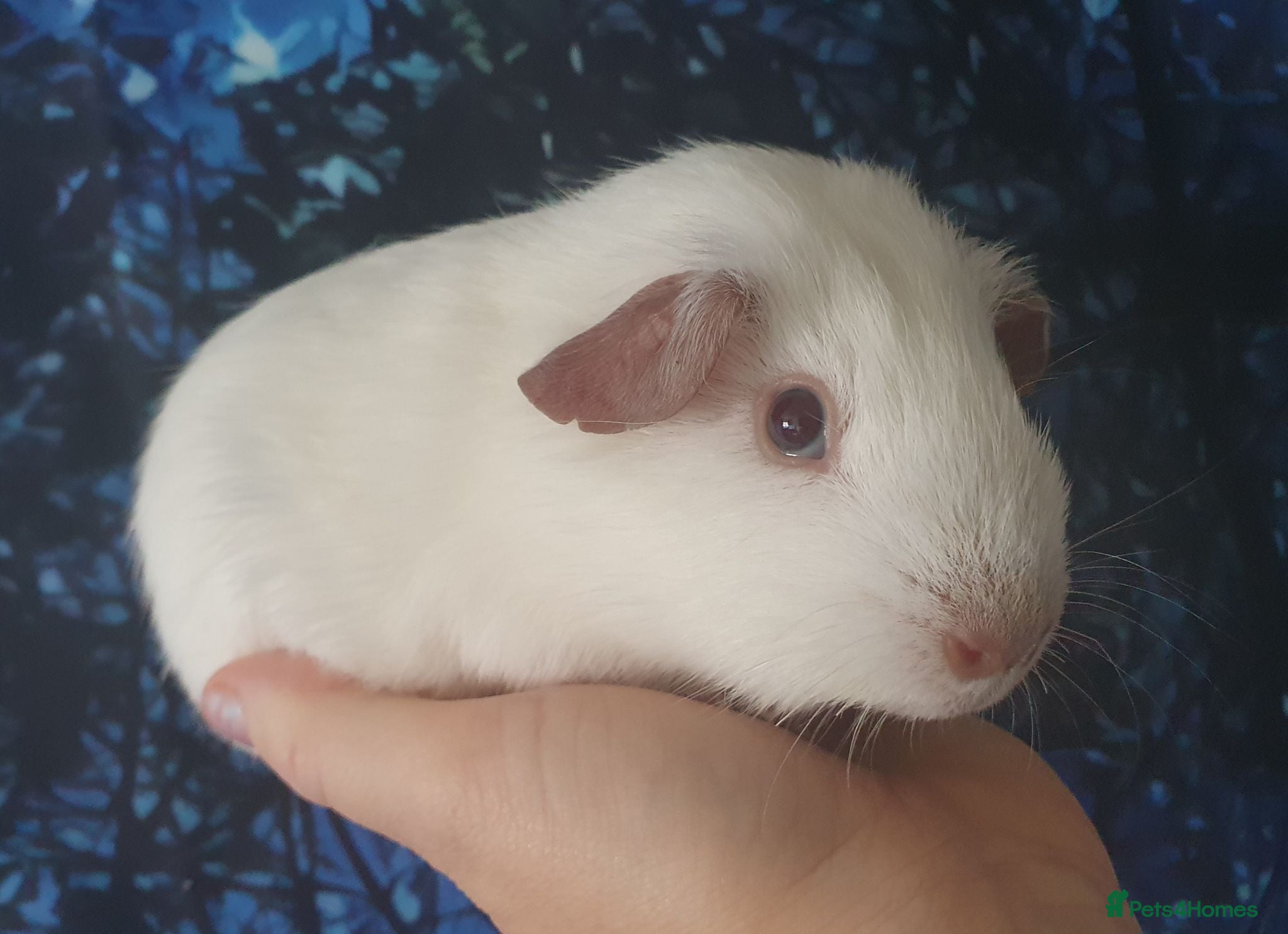 Guinea Pig rodents Beautiful guinea pigs - Advert 1