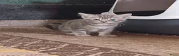 Bengal cats for sale: Bengal x British Short Hair Kittens  in Cupar - Advert 6