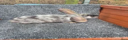 Mini Lop rabbits for sale: Mini Lops - Advert 10