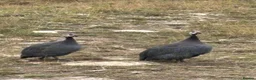 Guinea Fowl poultry for sale: Guinea Fowl - Advert 5