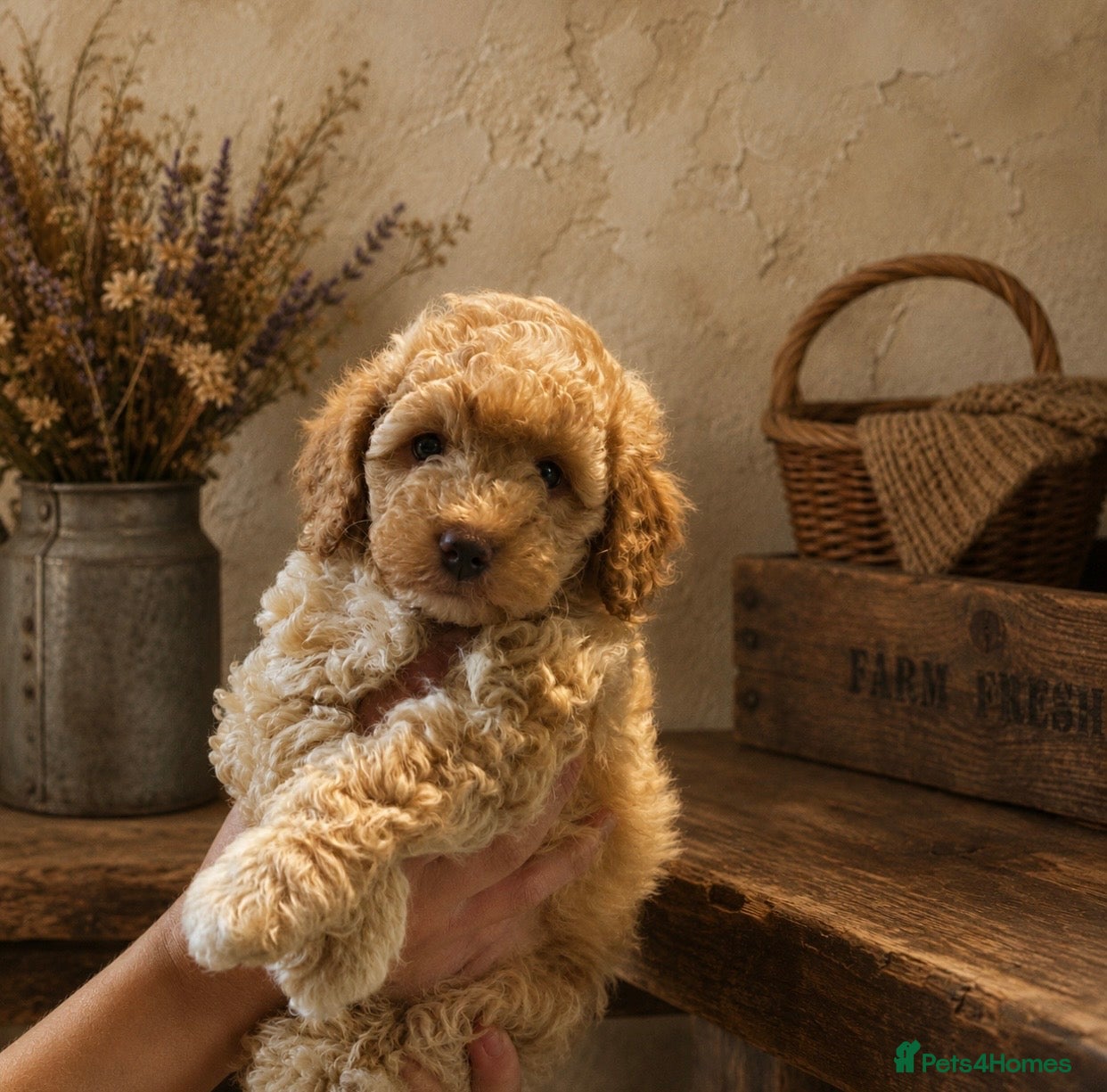 Cockapoo dogs Toy cockapoo F1bbb - Advert 7