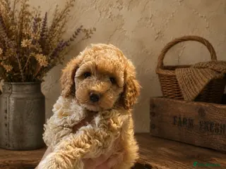 Cockapoo dogs Toy cockapoo F1bbb - Advert 7