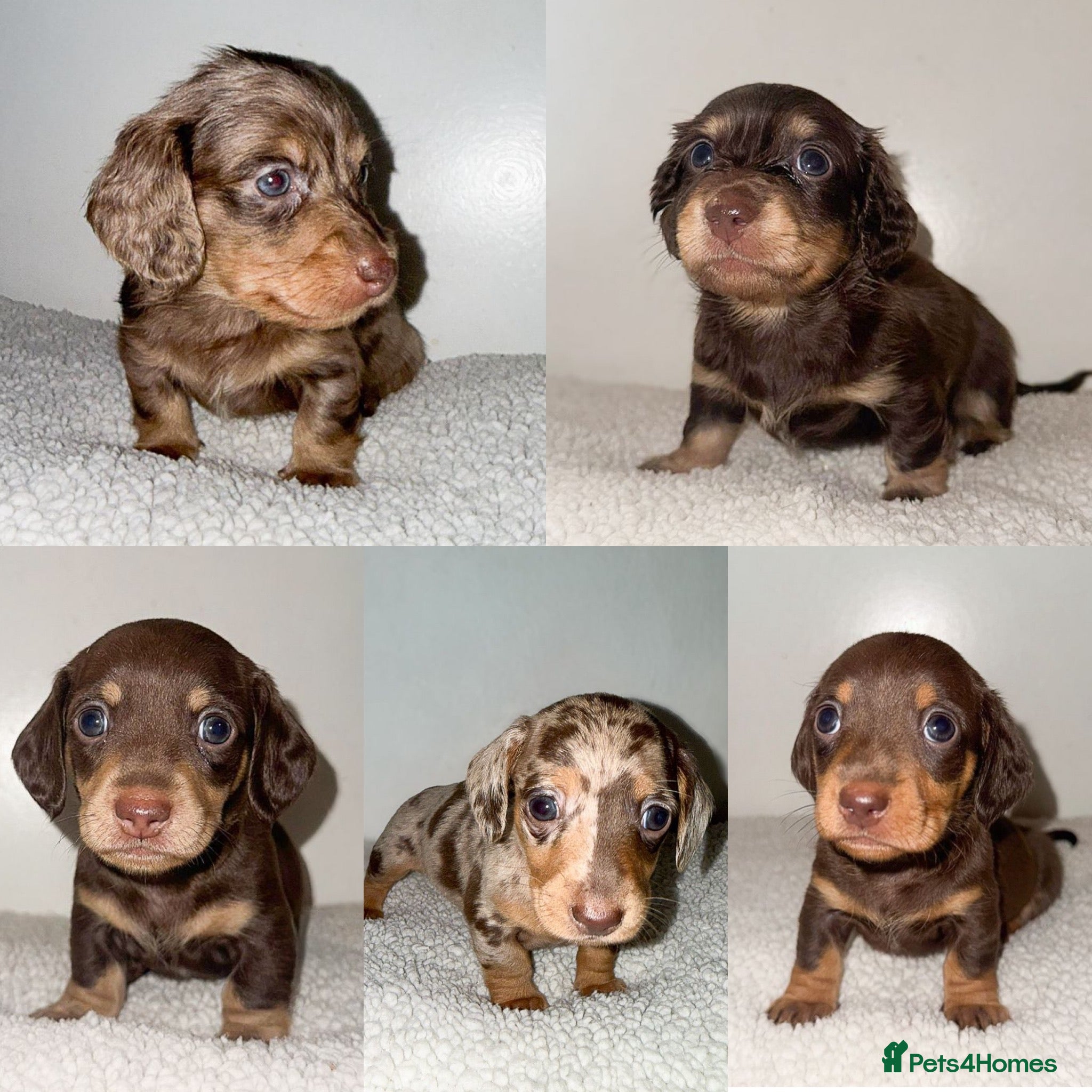 Miniature Dachshund dogs KC Miniature Dachshunds - PRA, DM and OI Clear - Advert 18