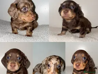 Miniature Dachshund dogs KC Miniature Dachshunds - PRA, DM and OI Clear - Advert 18