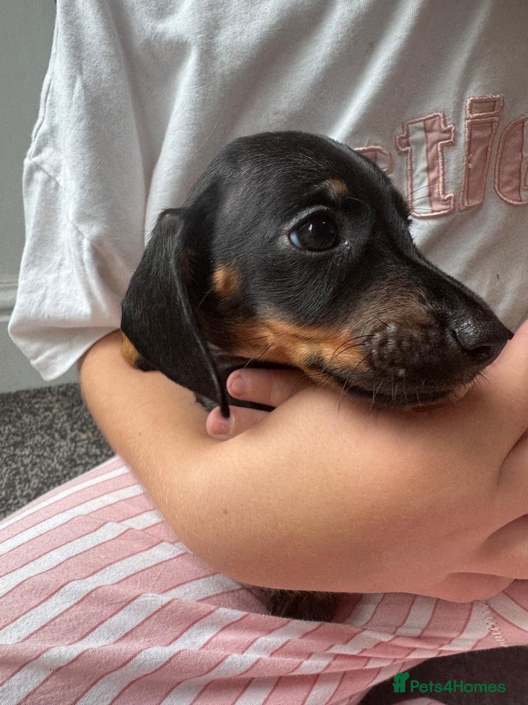 Dachshund dogs for sale: Miniature dachshunds ready now 💗 - Image 26