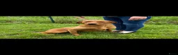Goldador dogs for sale: Fantastic red goldador puppies  - Advert 29