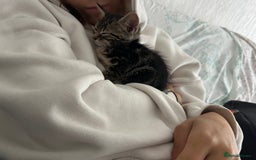 Mixed Breed cats for sale: LAST FEMALE KITTEN AVAILABLE 100£ - Image 5